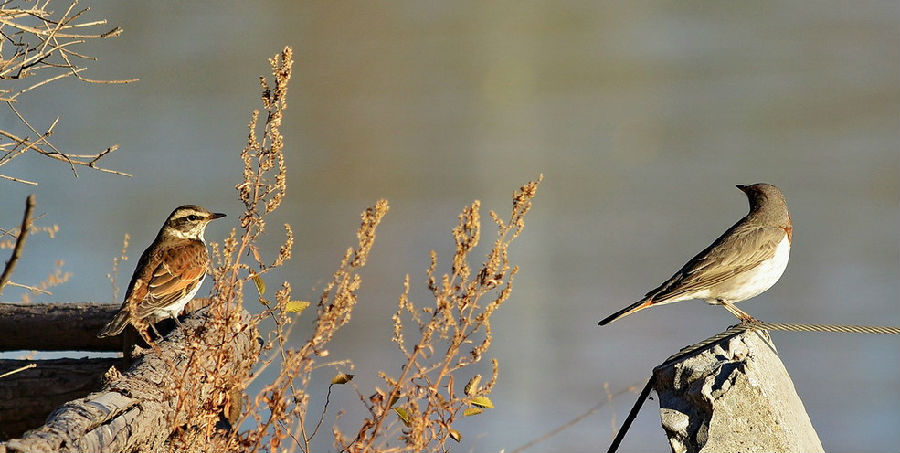 好詩(shī)獻(xiàn)給你 第72期:暗處的鶇鳥 The Darkling Thrush