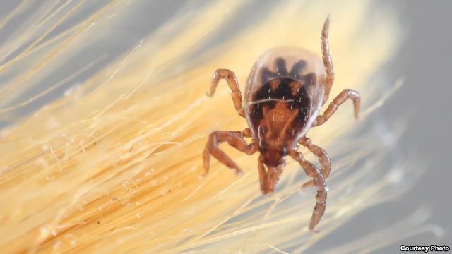 First Tick Genome Map Could Chart Ways to Stop Parasite