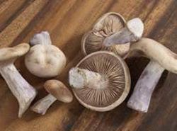 實(shí)戰(zhàn)口語情景對(duì)話：Mushrooms 蘑菇