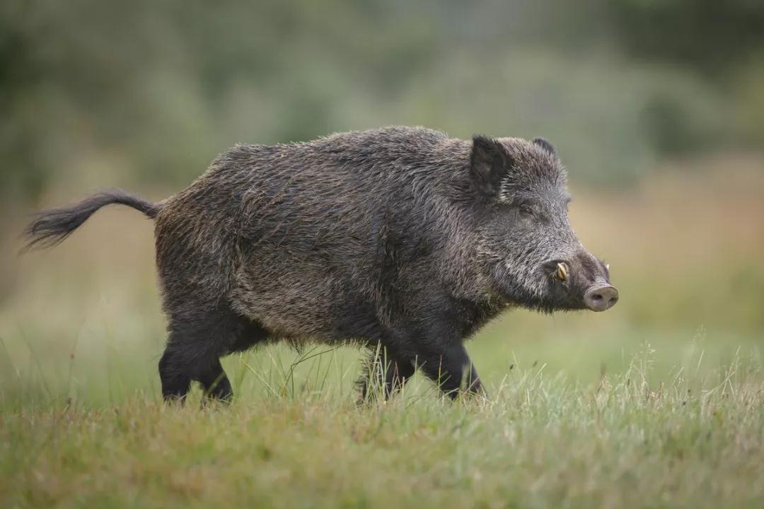 “豬年”別說成pig year，正確表達(dá)是這個(gè)！