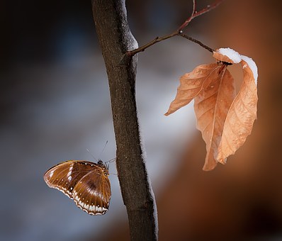 The Last Leaf　最后一片葉子