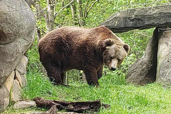 可愛的“溫柔”熊——耶帕尼在北卡羅來納動物園去世