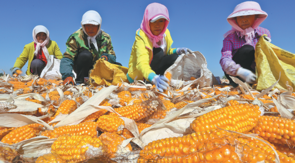 每日一詞∣糧食安全 food security