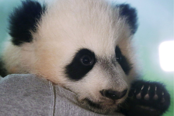 美國(guó)國(guó)家動(dòng)物園4歲的熊貓將啟程前往中國(guó)