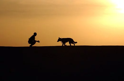 你的狗多大了？我是說換算成人生的話